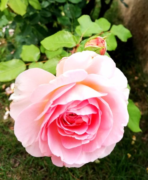  - Abraham Darby