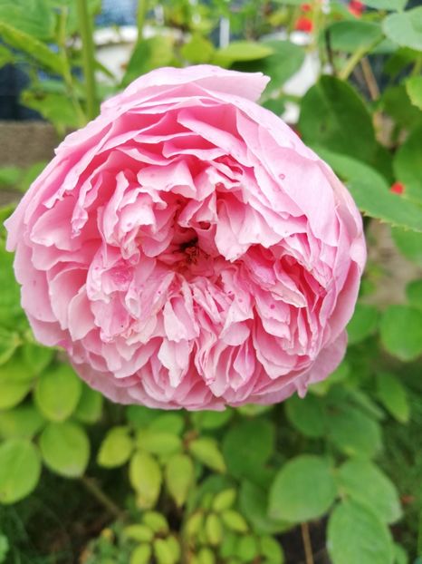  - Alnwick castle rose