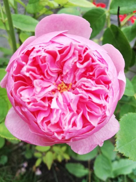  - Alnwick castle rose