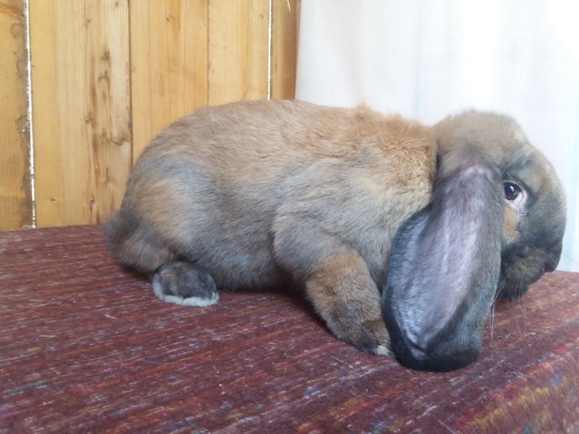 24.07.2018 - b_M_THURINGER_4