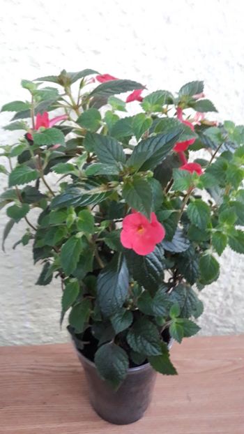  - R19 - Orange Delight