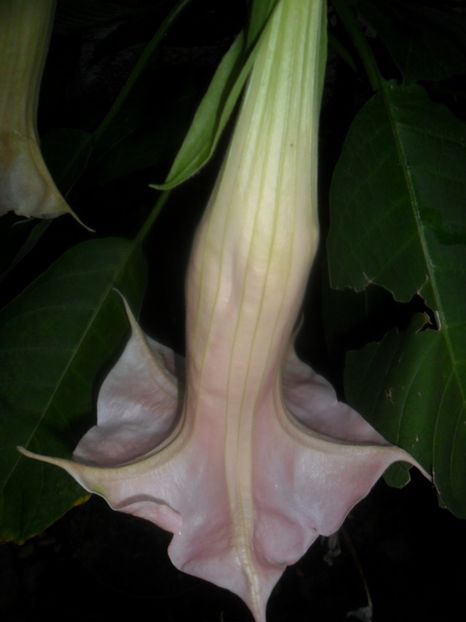  - brugmansii 2018 1