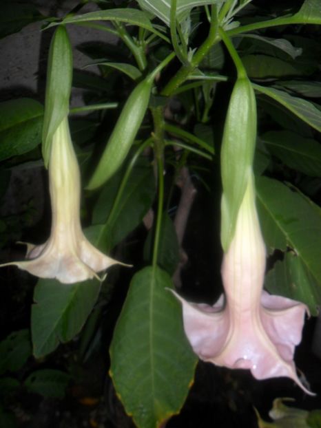  - brugmansii 2018 1