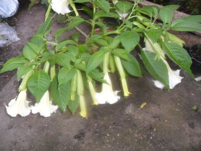  - brugmansii 2018 1