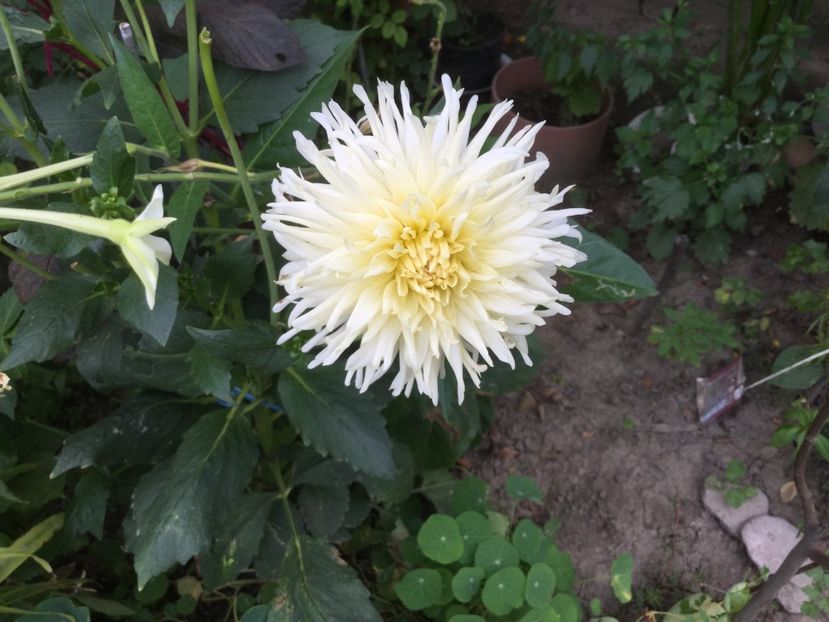 743236FE-5334-4661-B3D2-A4E99D3A5067 - Flori 2018