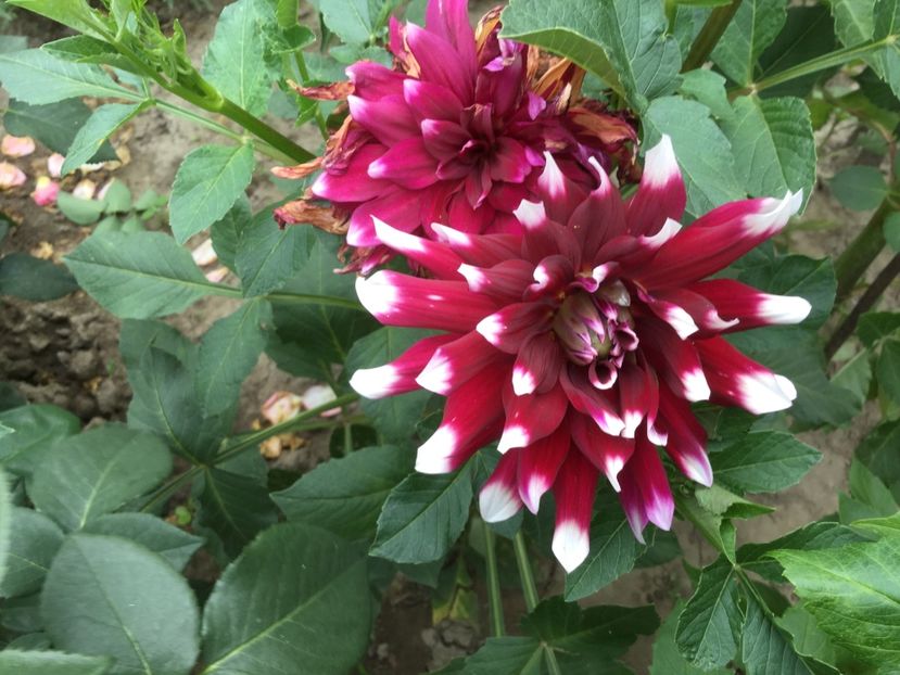 794863C7-3703-46BB-B1EC-B00A0F52D82F - Flori 2018