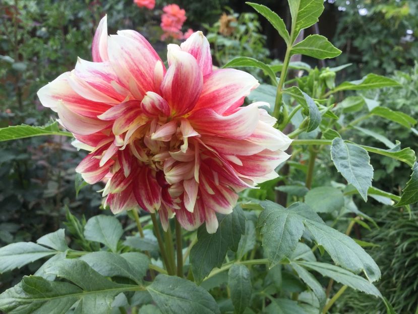 D6E218F0-A892-4254-BEE0-EBC2ED1643FF - Flori 2018