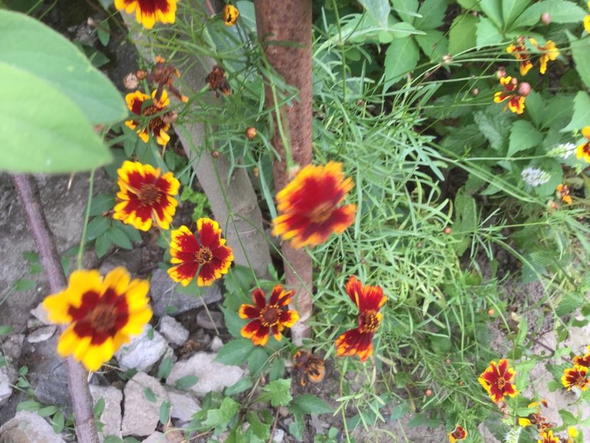 444EC7AB-881F-4B0E-9088-F0756E7A4AB1 - Flori 2018