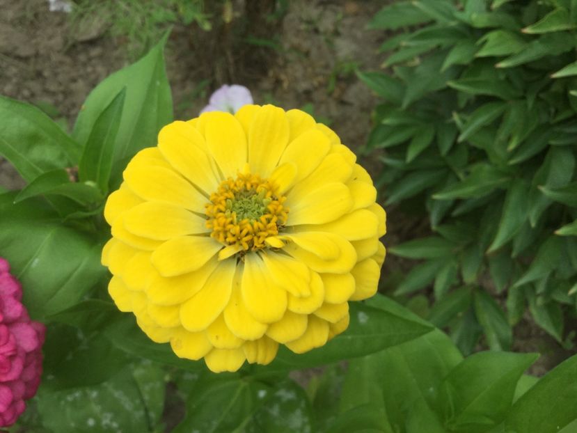 F49941C7-E20B-429A-BADD-E02D85DDCB2B - Flori 2018