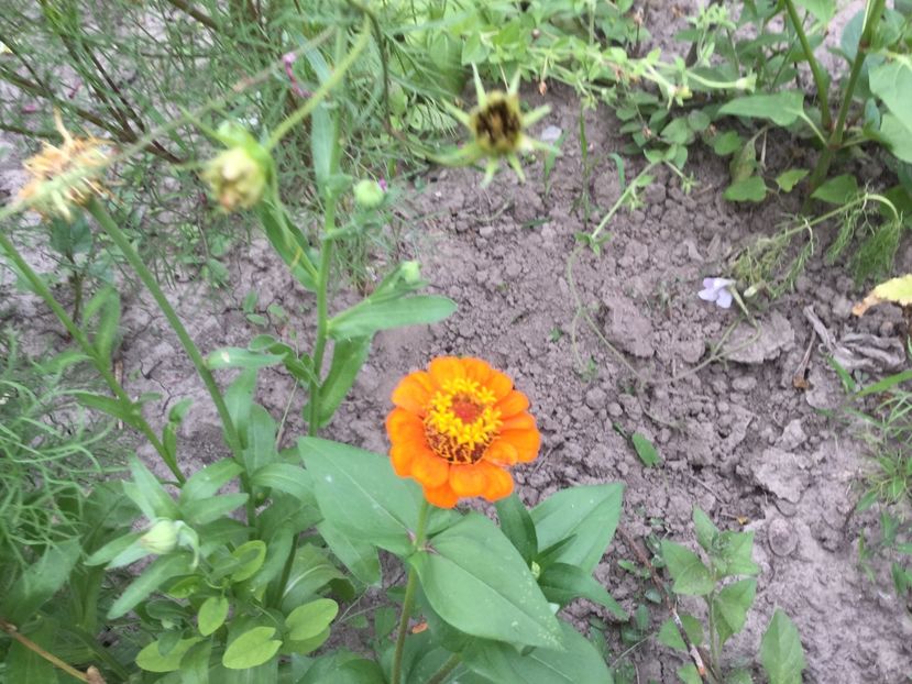 DE492ACB-6813-4832-A340-53C033E3FC57 - Flori 2018