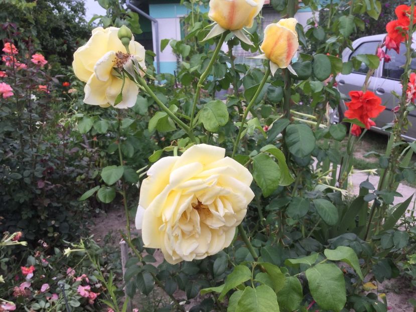 59F88264-5AFB-43C4-B5E1-86E38E32EC18 - Flori 2018