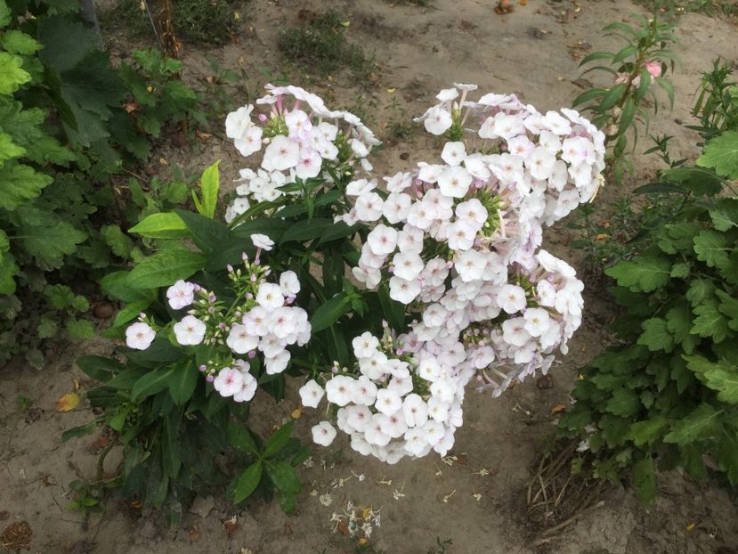 88474D2C-3694-4C70-8FA3-D9ACD50752FC - Flori 2018