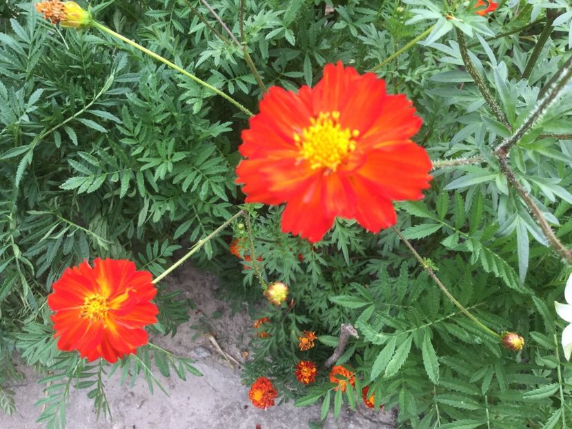 71910764-6B89-41E2-AE28-0D8FEFB2888E - Flori 2018