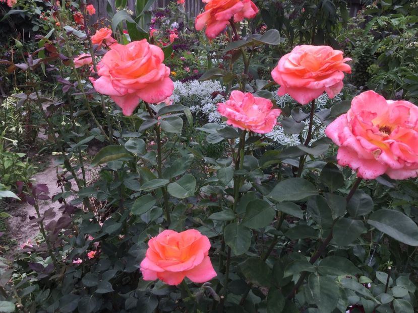 086DFDFE-B30C-456C-A387-F77BF2FC8A0F - Flori 2018