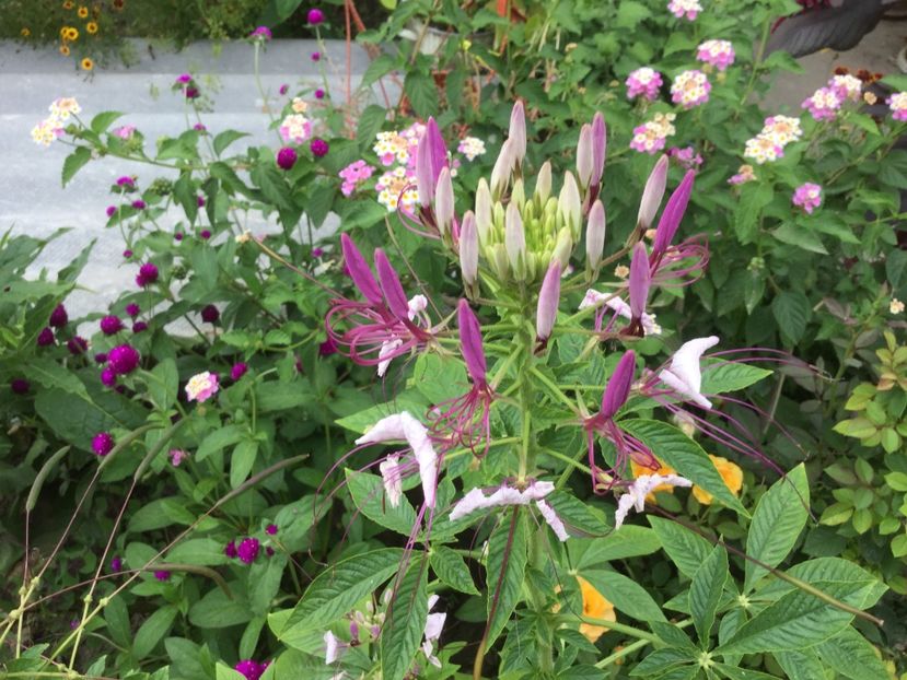 8C3D7B7A-88A4-42F8-84C0-9D6A1D45F5A2 - Flori 2018