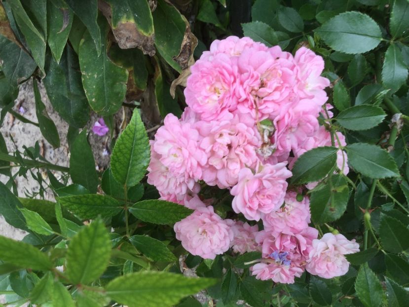 E94E056D-0625-4EEF-9BD3-955F359D9C16 - Flori 2018