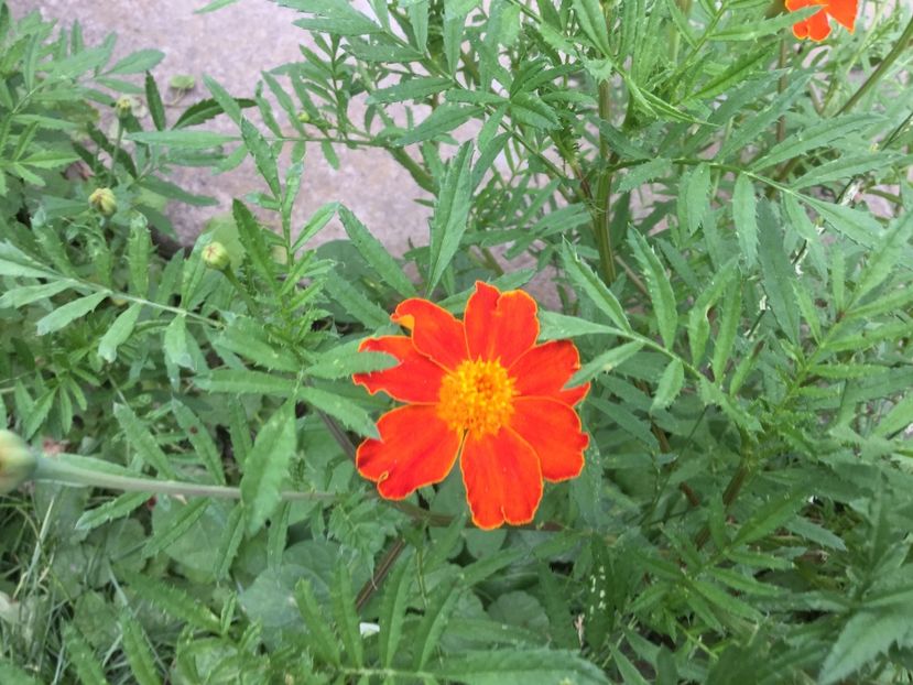 71F89E29-A867-419B-95B4-995C4D78A23C - Flori 2018