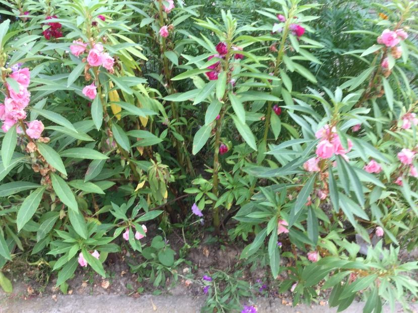 5145E592-2DBB-4D73-A779-E2E8AD4A5EAE - Flori 2018