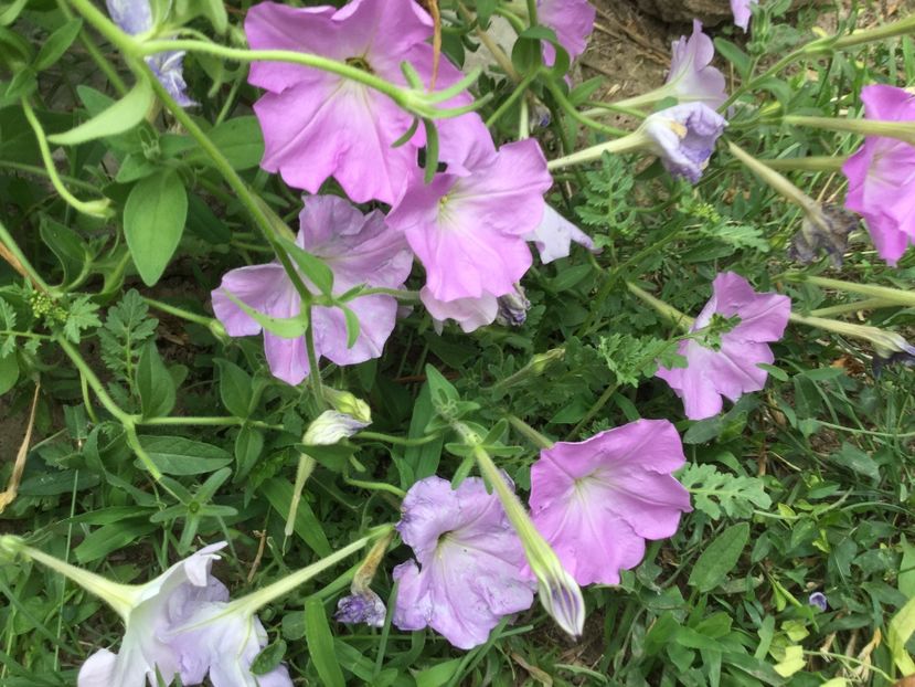 63BDA455-AB1D-427E-BA08-63AF1AD272DE - Flori 2018