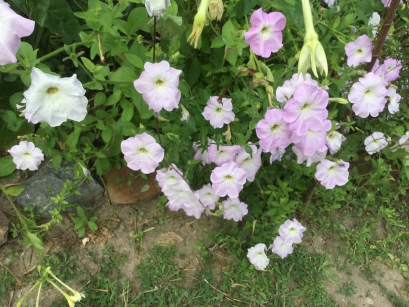 C9B6C215-07BB-4D9C-8301-D8BB6E28169E - Flori 2018