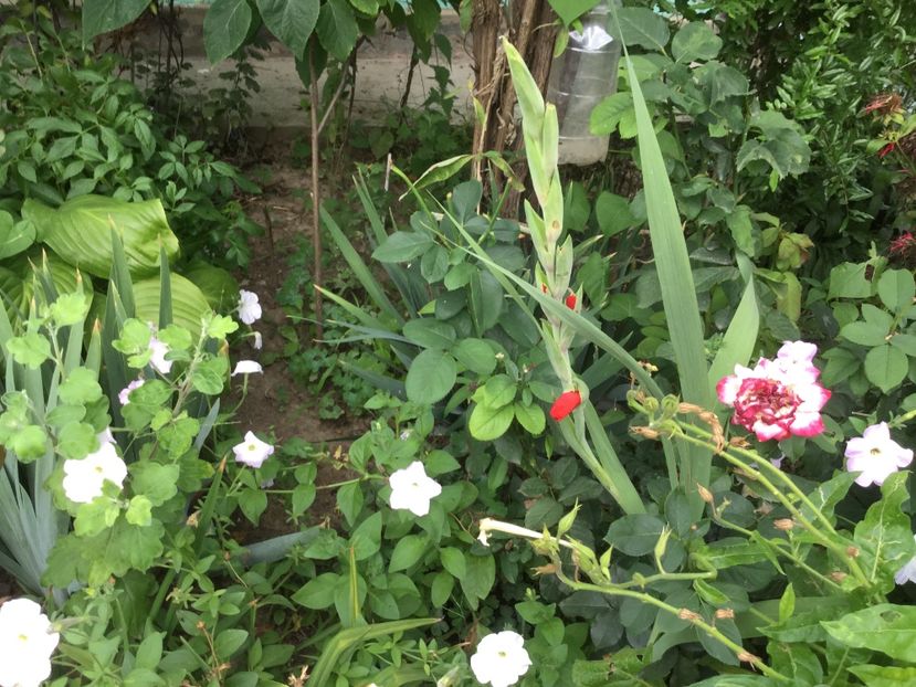 F3155BFB-4780-435F-AB56-8FAFCE7786DB - Flori 2018