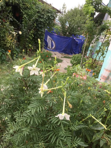 6865E8CC-52C0-49E2-8C1E-D2FE60840D2A - Flori 2018