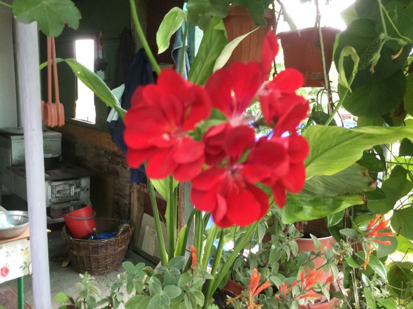 6DDFFA25-9651-4ABD-9BF2-20864758164F - Flori 2018