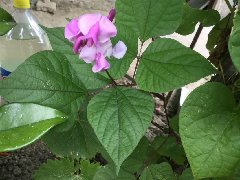 D7A0A018-EC7C-4006-A79A-5BACF69FAD5B - Flori 2018