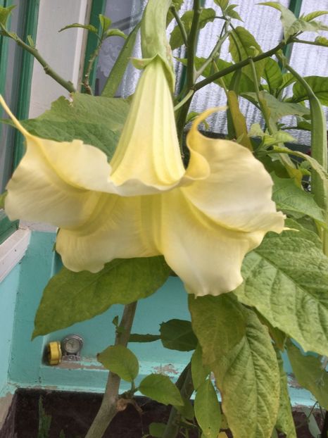 A663B466-153C-4EB9-B9DC-B0C25E89BF1A - Flori 2018