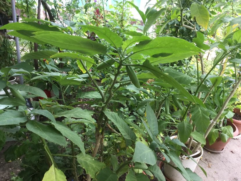 309ACC60-E99E-405C-AFF9-BE6512A11DAF - Flori 2018