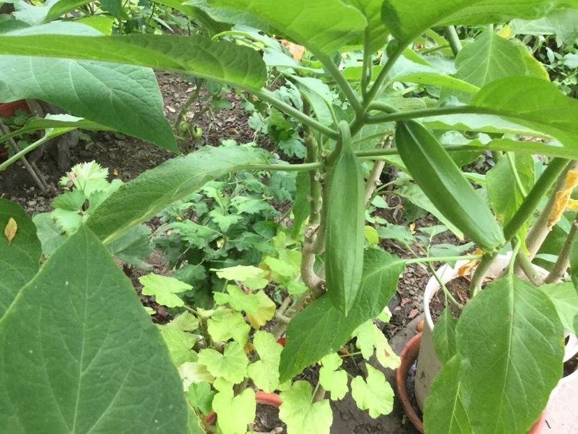 CF8F0F20-63DC-42A2-ABC2-BFBBD47A39E8 - Flori 2018