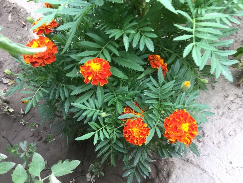 C6E5C54E-20F4-41C6-BB16-8FA531CD5D6B - Flori 2018