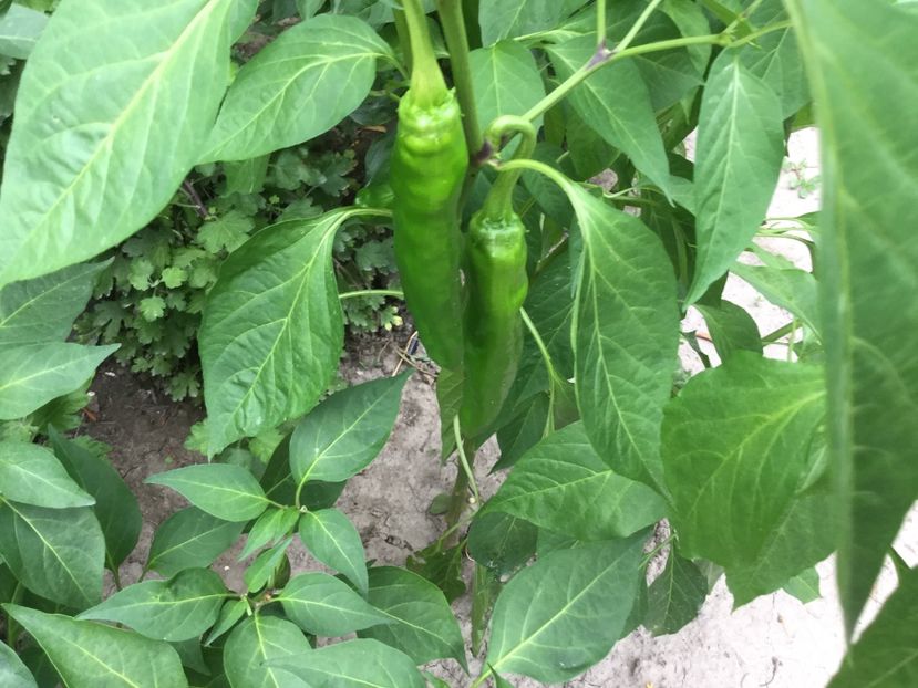 709B1DEA-7A4B-4959-BE62-ECC4F1B7EB89 - Flori 2018