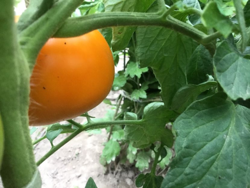 F13A0CD5-C0E4-4F9B-AEB6-CD588EE5A76D - Flori 2018