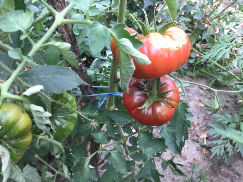 4373ABFC-92AF-4896-93E7-693F0E33FC0F - Flori 2018