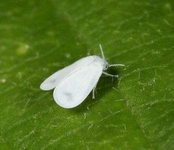 musculita-alba - DAUNATORI