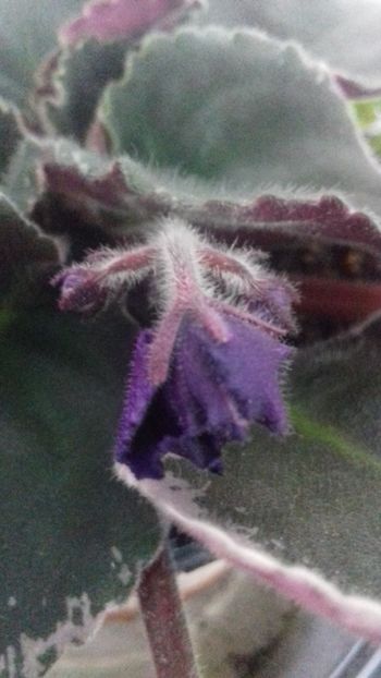 Neon Fantasy - 1violete inflorite 2018 2019