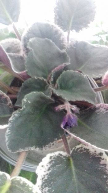  - 1violete inflorite 2018 2019