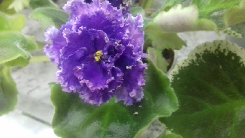 Purple Passion - 1violete inflorite 2018 2019