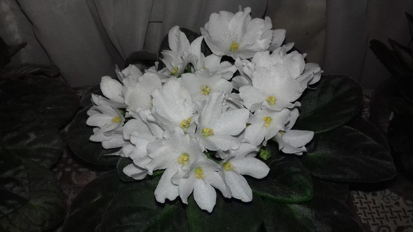  - 1violete inflorite 2018 2019