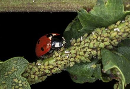 gargarita mananca afidele - DAUNATORI