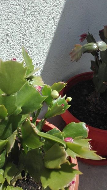 37781025_1739295369471811_6109404340756152320_o - CRACIUNEL