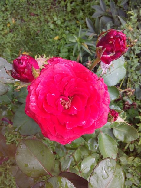  - TRANDAFIRI 2018-2019