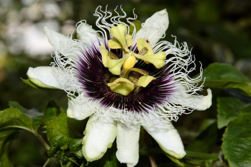 Passiflora edulis – i se mai spune fructul pasiunii - FLORI
