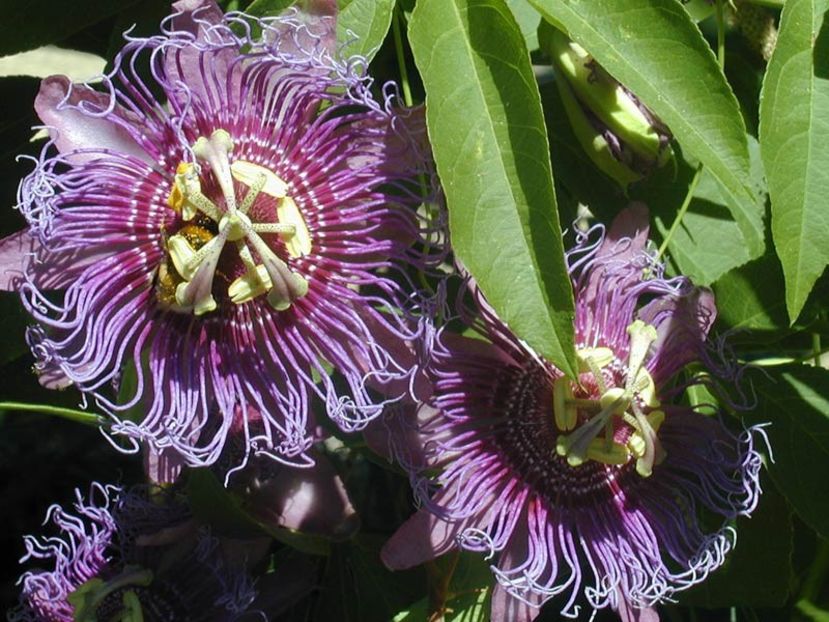 Passiflora grandiflora – cu flori mari - FLORI