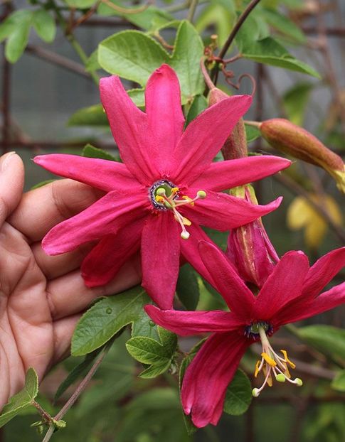 Passiflora hybrid 'Susan Brigham' - FLORI