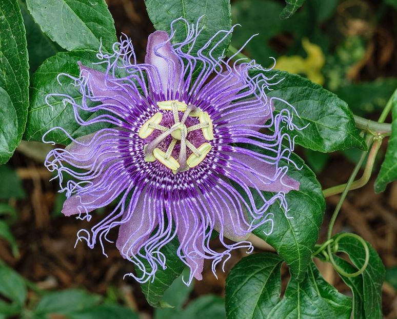 Passiflora incarnata - FLORI