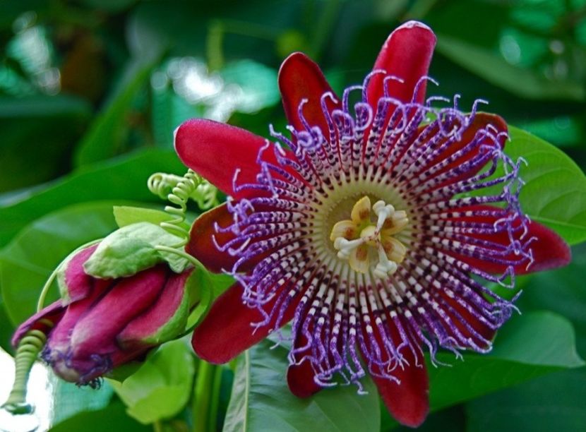 Passiflora quadrangularis- flori rosii, fructe portocalii - FLORI