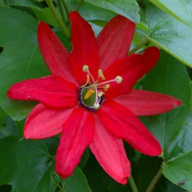 passiflora-manicata - FLORI