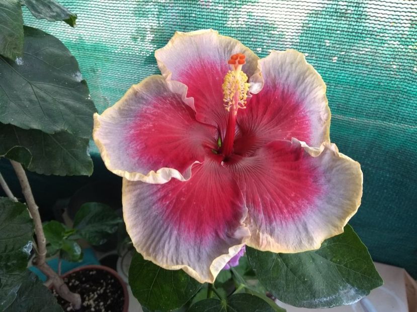  - Indian Divine Grace